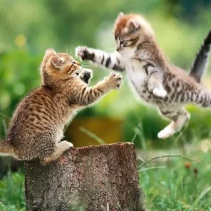 Is a Cat Right for You?