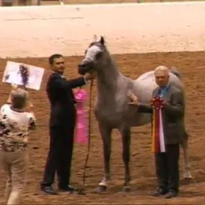 Region 16 Arabian Horse Show