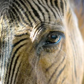 The Zany Zebroid