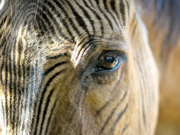 The Zany Zebroid