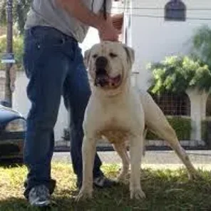 Mountain Bulldog (Designer Dog)