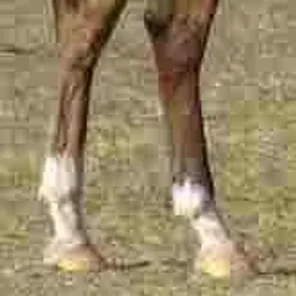 Horse Markings