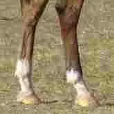 Markings on horses usually are distinctive white areas on an otherwise dark base coat color. Most horses have some markings, and they help to identify the horse as a unique individual.