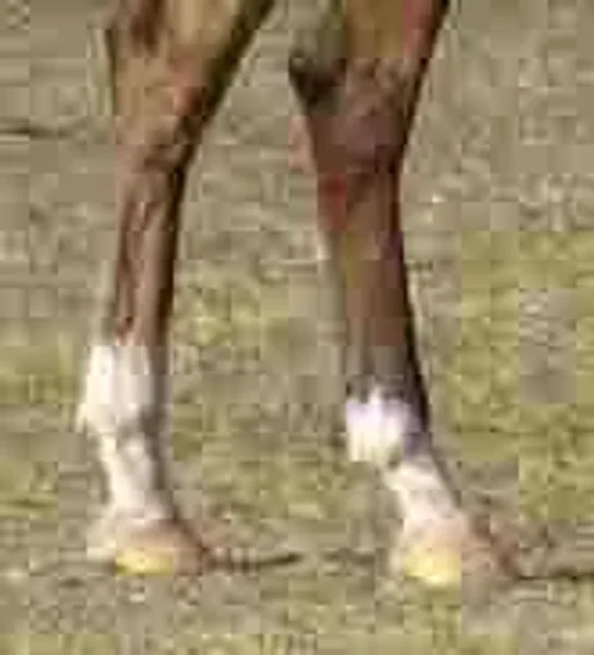 Markings on horses usually are distinctive white areas on an otherwise dark base coat color. Most horses have some markings, and they help to identify the horse as a unique individual.