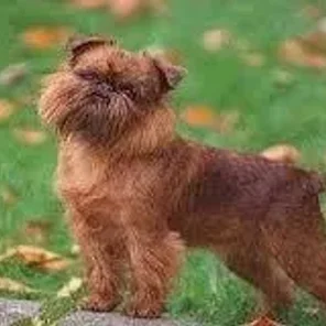 Bea Griffon (Designer Dog)