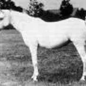 Sobha