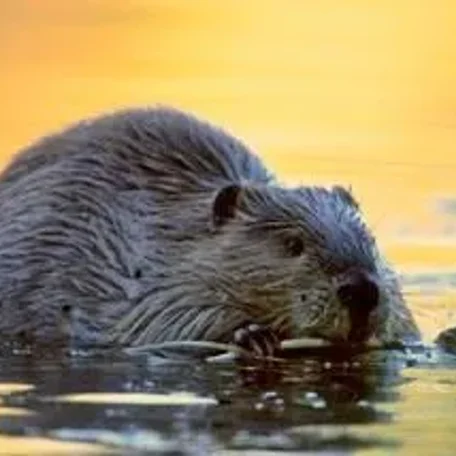 Without a predator to evade, there was no reason for elk to seek thick cover. Beavers have benefited by the wolves’ return; and, in turn, have improved the water quality of streams.