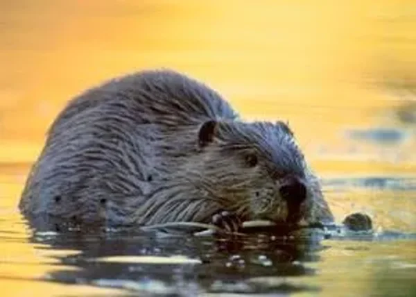 Without a predator to evade, there was no reason for elk to seek thick cover. Beavers have benefited by the wolves’ return; and, in turn, have improved the water quality of streams.