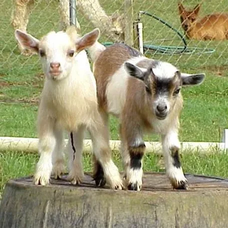 The Nigerian Dwarf goat is a miniature dairy goat breed of West African ancestry.
