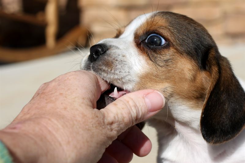 4 Ways to Control Dog Biting