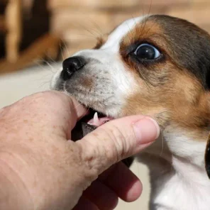 4 Ways to Control Dog Biting