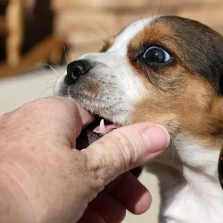 4 Ways to Control Dog Biting