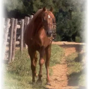 Tehama Kalahari Sun
