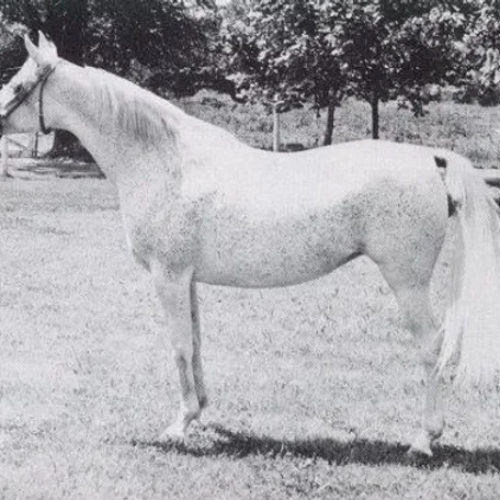 ANSATA BINT MABROUKA