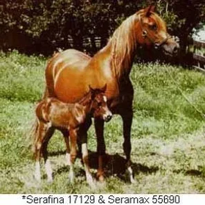 SERAFINA