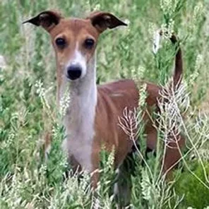 The Italian Greyhound