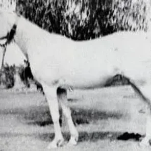 Kawsar