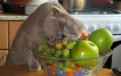 Companies That Sell Vegan Dog and Cat Food