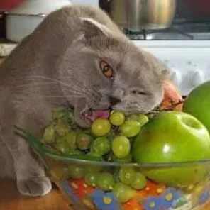 Companies That Sell Vegan Dog and Cat Food