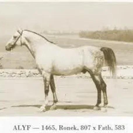 ALYF