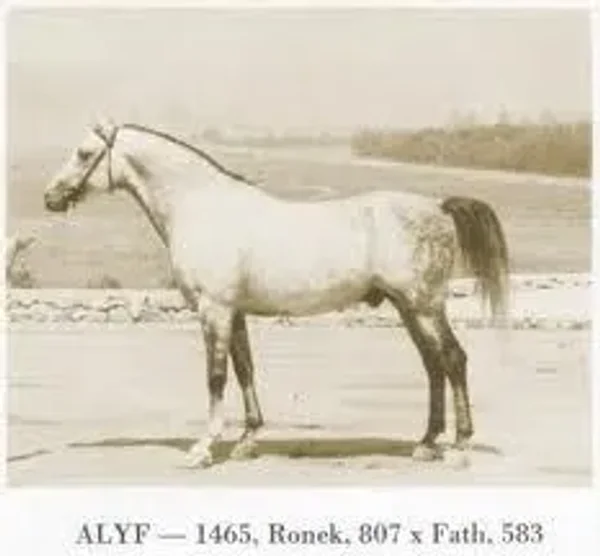ALYF