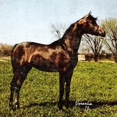 Heritage Montoya