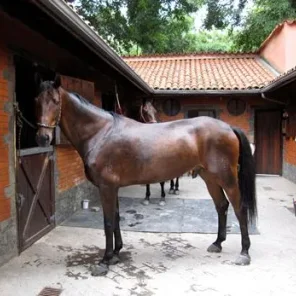 Brazilian Sport Horse