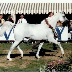 SHF Pearlie Mae