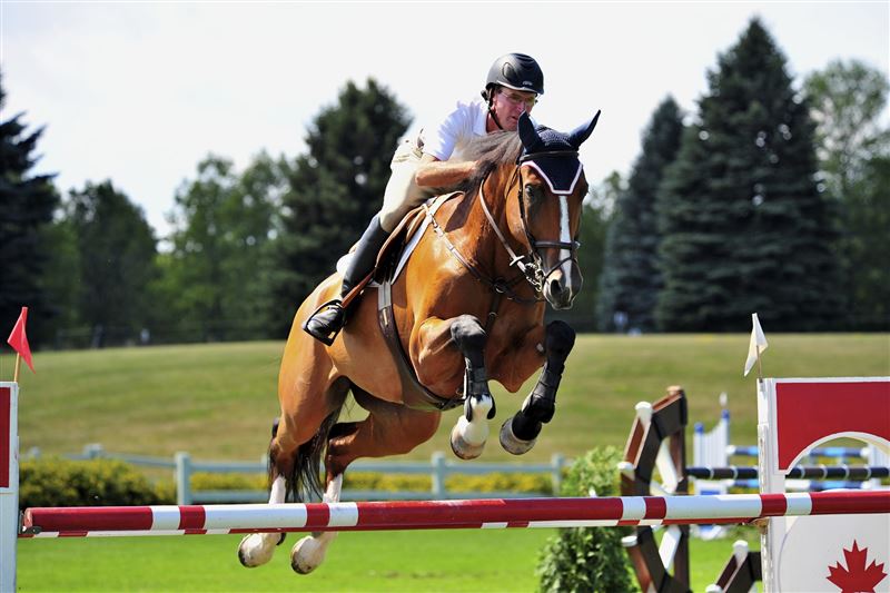 All You Need to Know About Horse Jumping