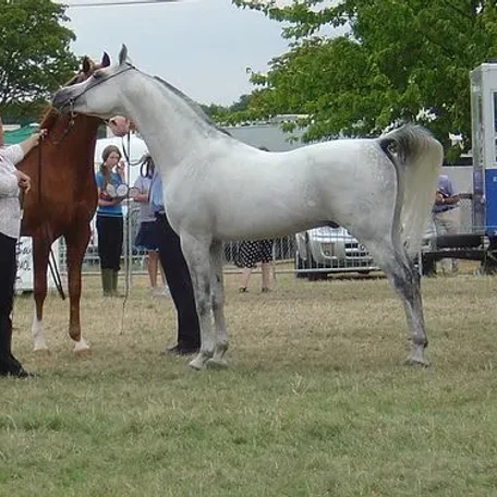 
          Photo by Arabian Horse Assocation
        