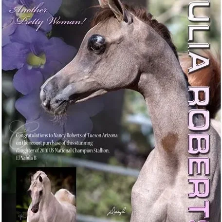 Regional Champion Mare by El Nabila B...Julia Roberts