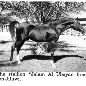 Jalam Al Ubayan