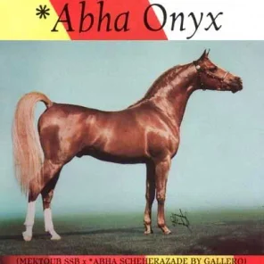 ABHA ONYX