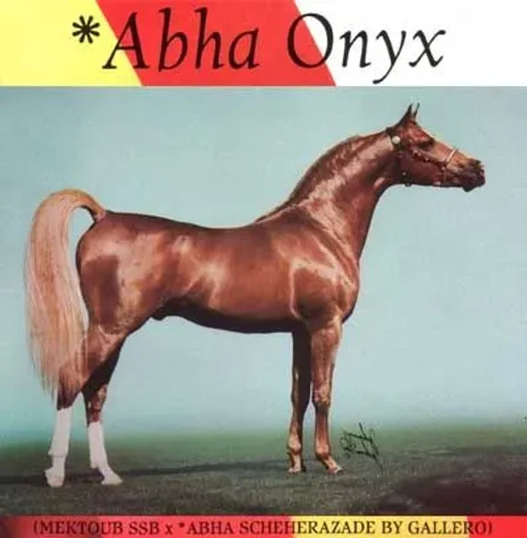 ABHA ONYX