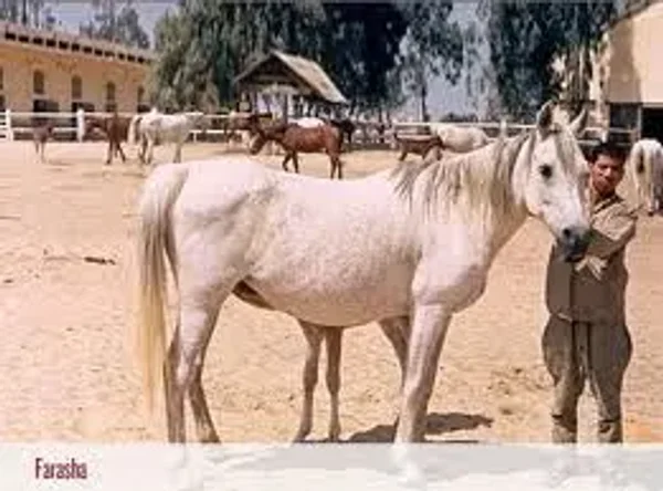 FARASHA