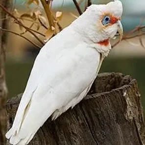Corella
