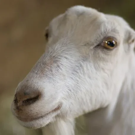 American LaMancha Goats
