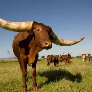 Warren Watusi