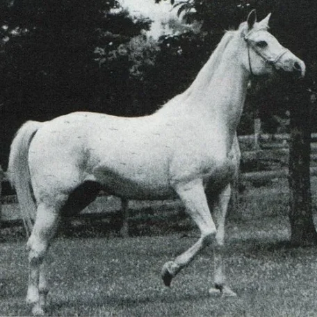 COUNTESS OF LASMA