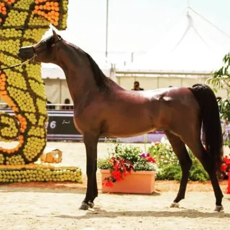 EKS Alihandro
(MARWAN AL SHAQAB x OFW PSYLHOUETTE)
2010 Bay Stallion
proudly owned by Athbah Stud