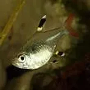 Tetras