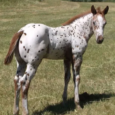 Iron Jaguar 2014 colt