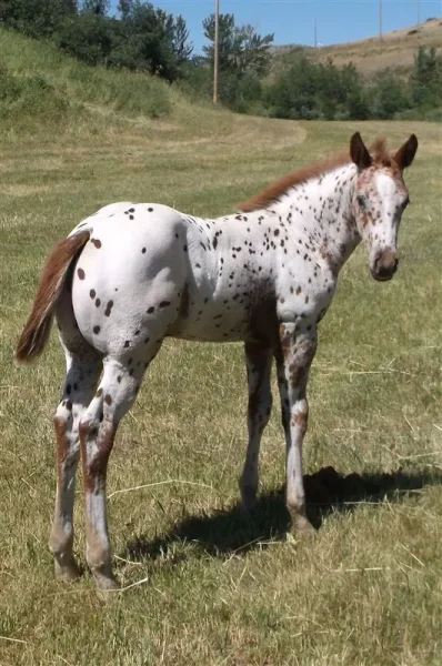 Iron Jaguar 2014 colt