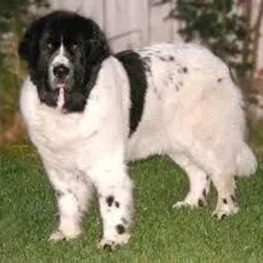 Landseer