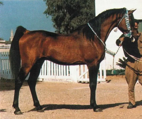 EL SAREEI