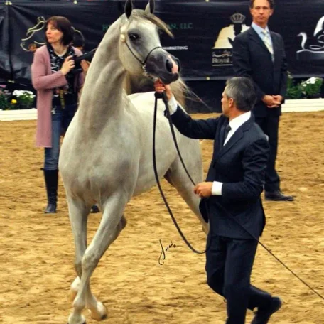 EXCALIBUR EA 2013 Res Champ Colt with Ted Carson!