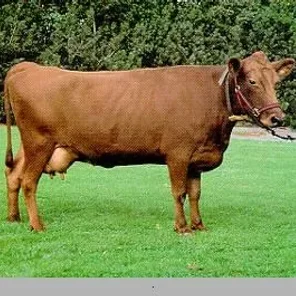Ostland Red Polled