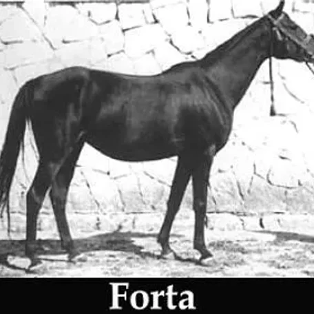 Forta