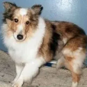 Cosheltie (Designer Dog)