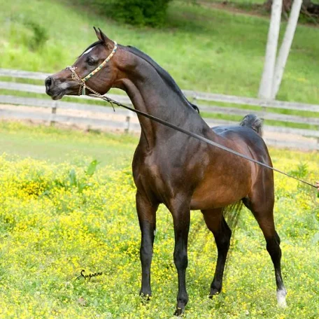 BOTSWANA 1998 Straight Egyptian stallion